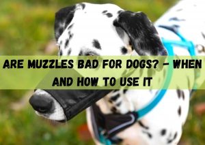 are muzzles bad for dogs