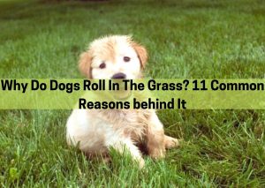 why do dogs roll in the grass