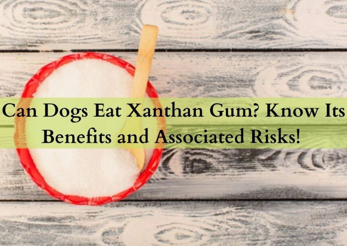 Can Dogs Eat Xanthan Gum