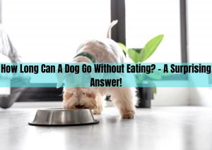 How Long Can A Dog Go Without Eating