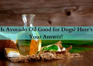 avocado oil for dogs