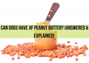 Can Dogs Have Jif Peanut Butter