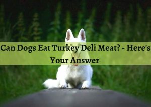 can dogs eat deli turkey