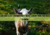 Can Goats Eat Strawberries