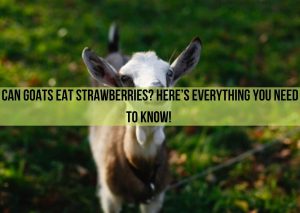 Can Goats Eat Strawberries