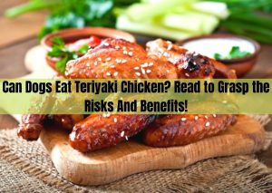 Can Dogs Eat Teriyaki Chicken