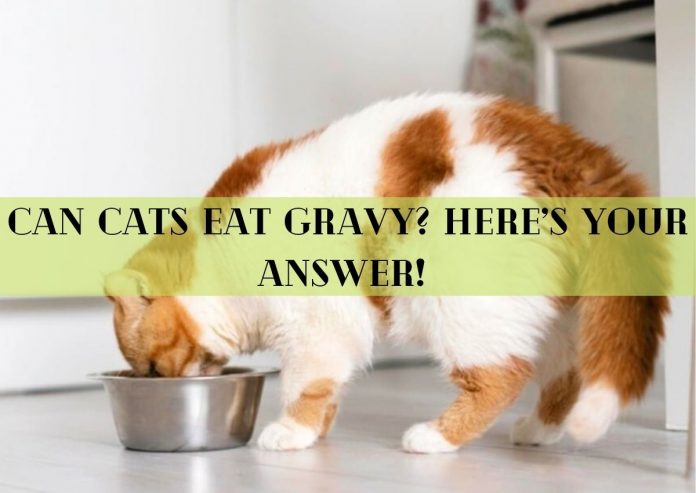 can cats eat gravy