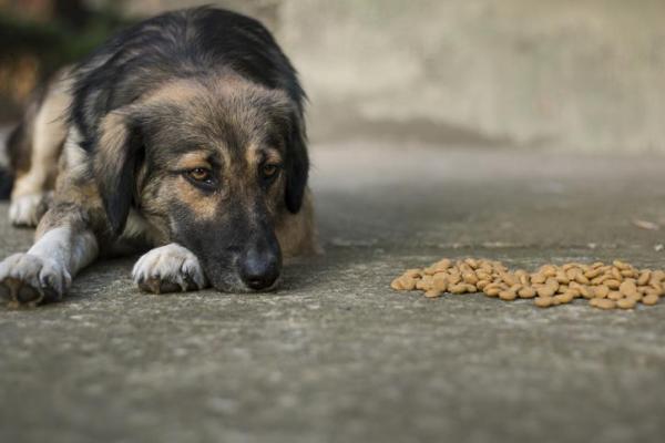 Reasons & Solutions for Your Dog to Stop Eating or Drinking