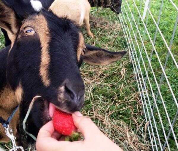what fruits can goats eat