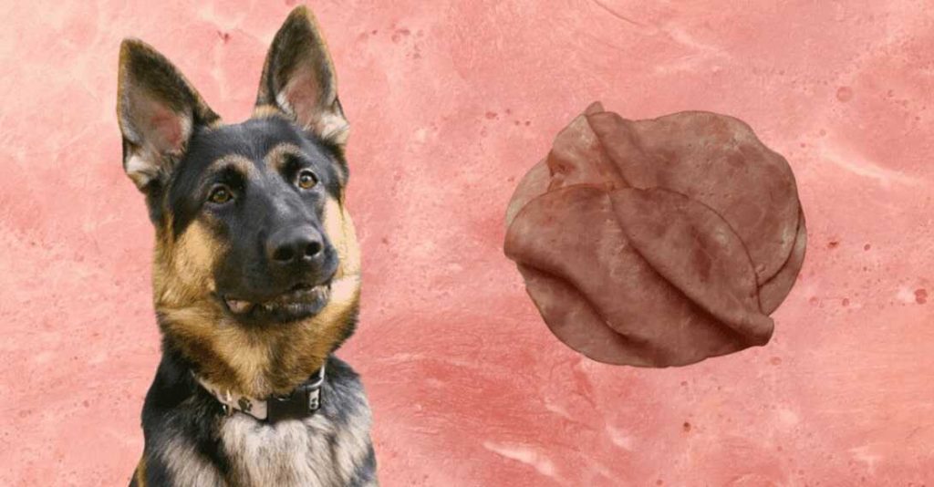Can Dogs Eat Turkey Deli Meat? Here's Your Answer