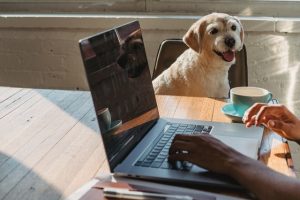 Pet Write For Us