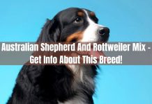 Australian Shepherd And Rottweiler Mix