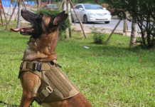 tactical dog vest