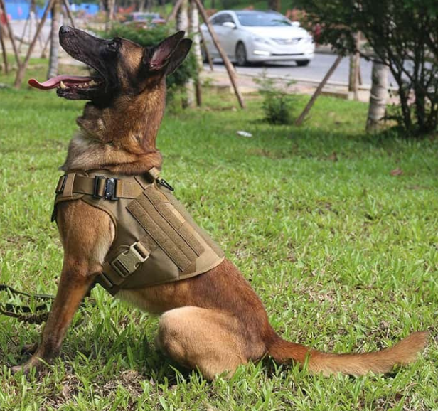 tactical dog vest