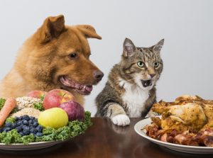 Increasing Innovation by Pet Food Manufacturers to Positively Influence the Industry