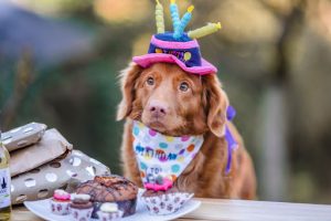 Dog&#039;s Birthday Fun and Memorable