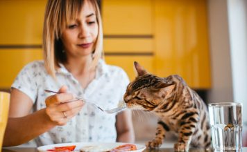 Hypoallergenic Cat Food