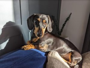 Dachshund