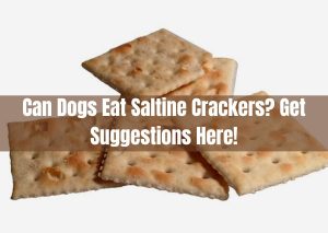 Can Dogs Eat Saltine Crackers