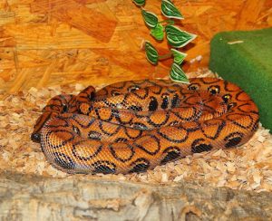 Brazilian Rainbow Boas