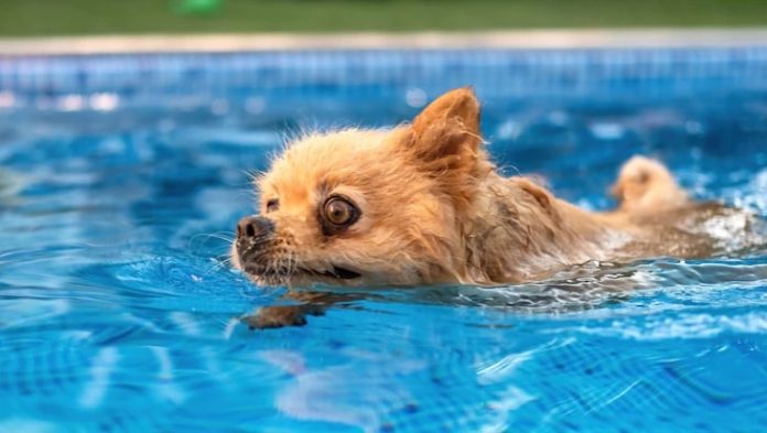 Dogs Swim in Pools
