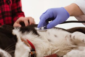 Tick Borne Diseases in Dogs