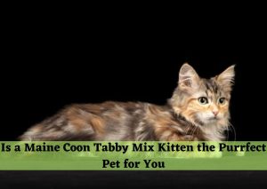 maine coon tabby mix kitten