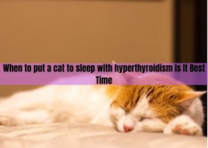 when to put a cat to sleep with hyperthyroidism