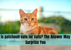 is patchouli safe for cats