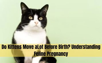 do kittens move alot before birth