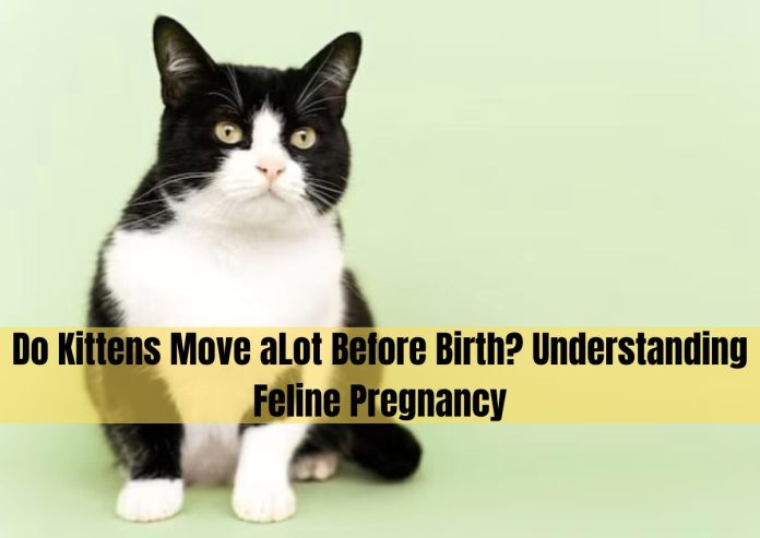do kittens move alot before birth do kittens move alot before birth