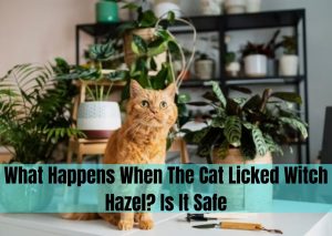 cat licked witch hazel