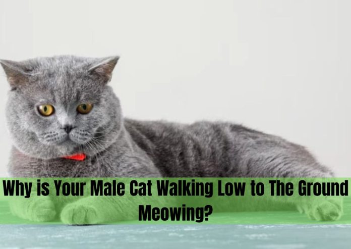 male cat walking low to the ground meowing