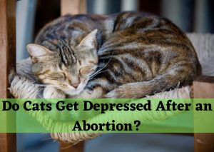 do cats get depressed after abortion