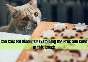 can cat eat biscuits