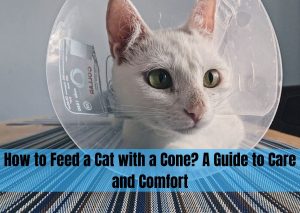 how to feed a cat with a cone