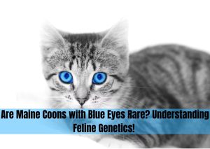 maine coon with blue eyes