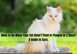 cat hasn t peed or pooped in 2 days