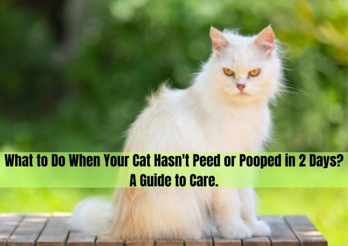 cat hasn t peed or pooped in 2 days