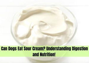 can dogs eat sour cream