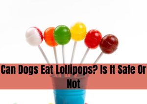 can dogs eat lollipop
