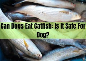 can dogs eat catfish
