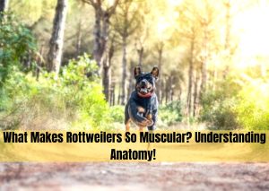 rottweiler muscles