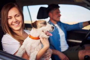 bring your dog on vacation