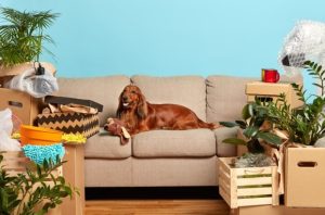 Indoor Sanctuary for Your Pets