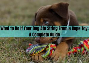 dog ate string from rope toy
