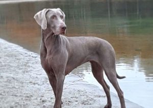 blue weimaraner