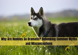 why are huskies so dramatic