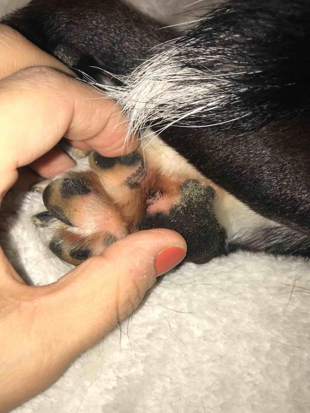 black spot on dog paw