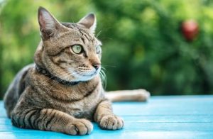 bengal cross maine coon